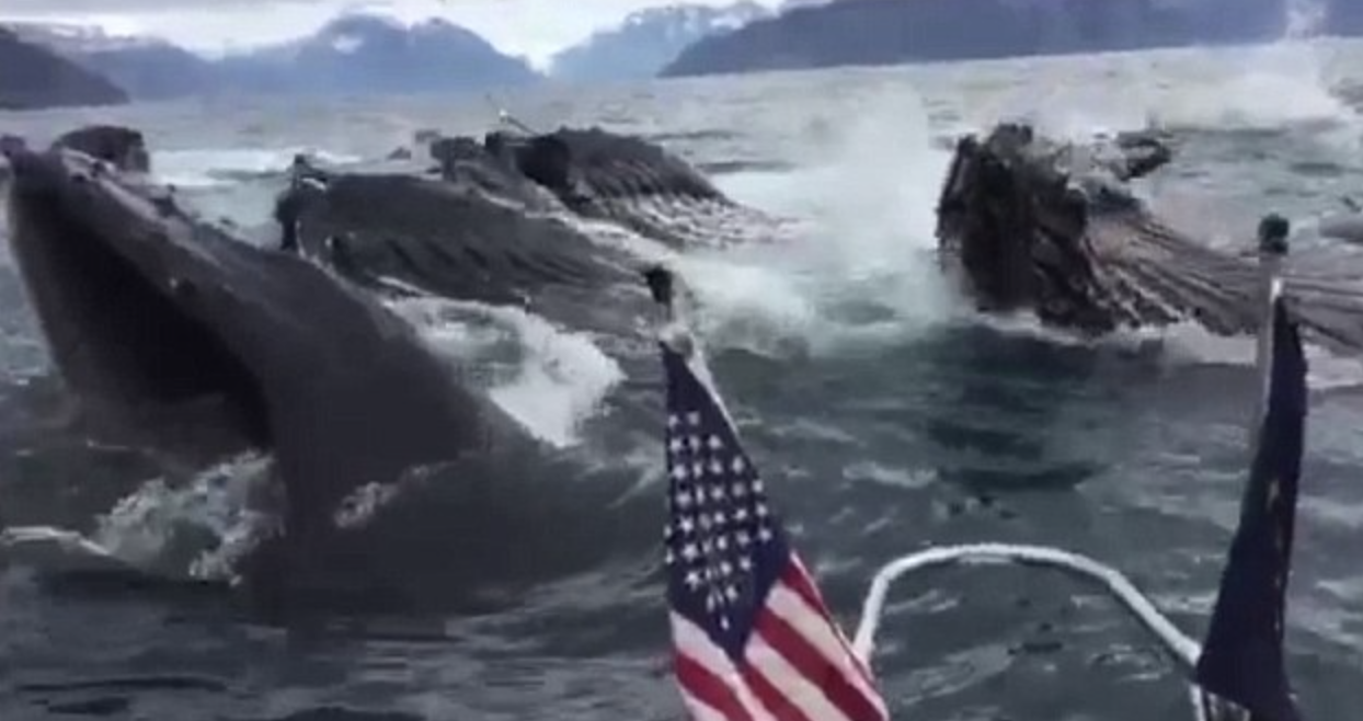 About a dozen whales pop up from the water, nearly tipping the boat over.