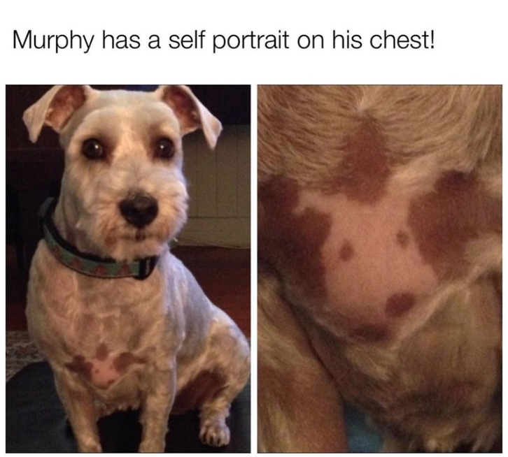 47. Dog is an original