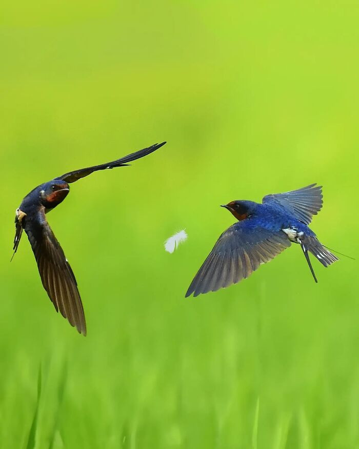 “Barn Swallows”