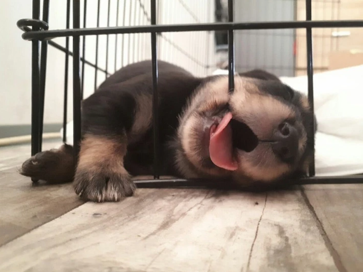 11. "My Sister's Dog's Puppy: Asleep on the Escape Mission"