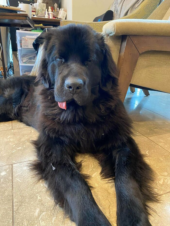 20. This Is Magnus. He Lives In A Constant State Of Blep