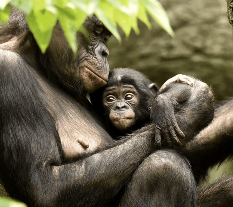7. Bonobos are a matriarchal species, meaning social structures and leadership within their groups are predominantly governed by females.