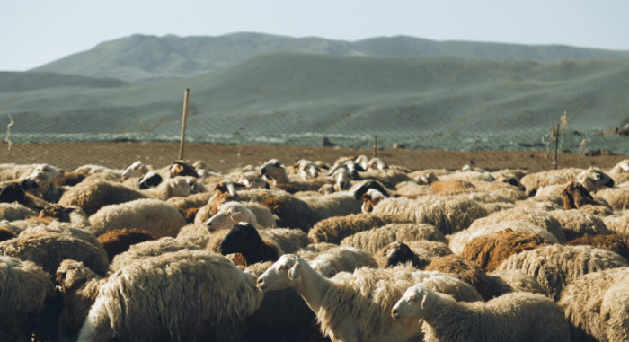 Can Sheep and Goats Live Together?