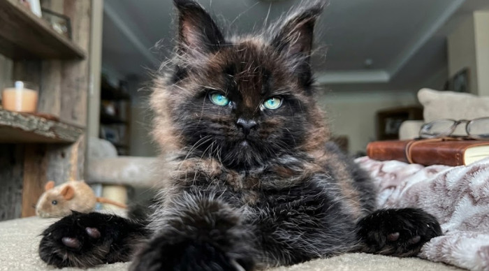 What eye colors do Maine Coons have?