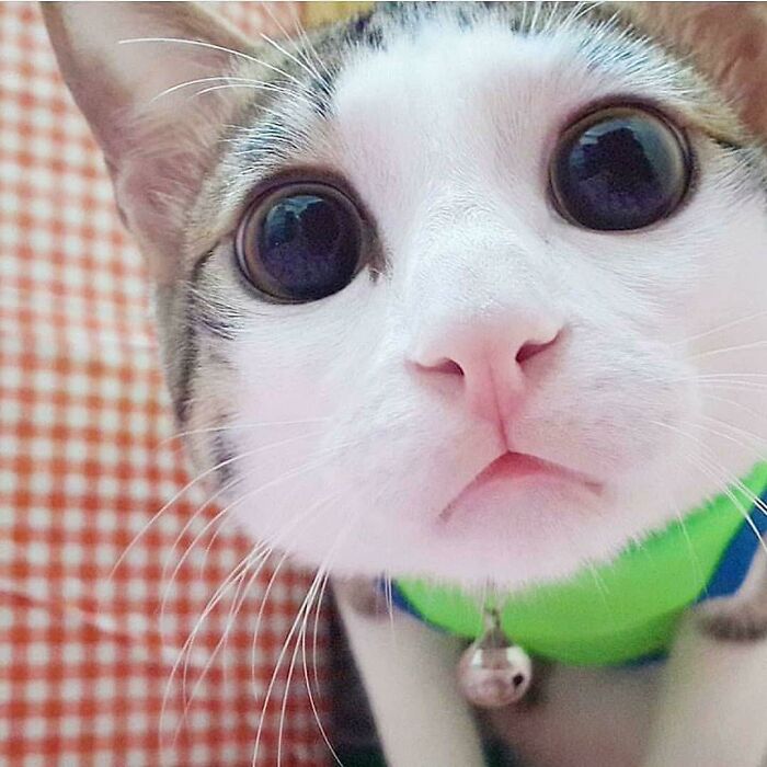 2. Staring at you with adorableness.