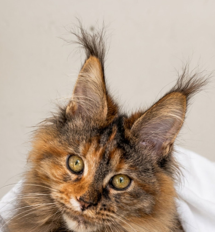 What do Maine Coon ears look like?