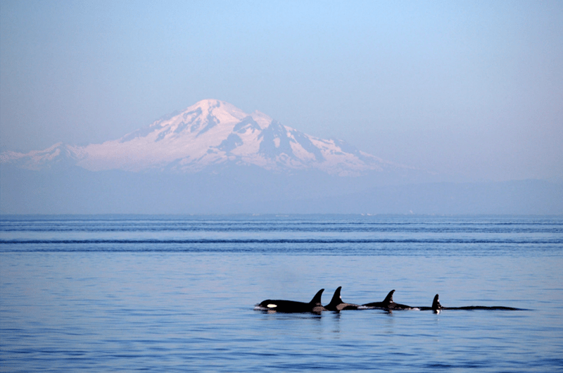10. Orcas