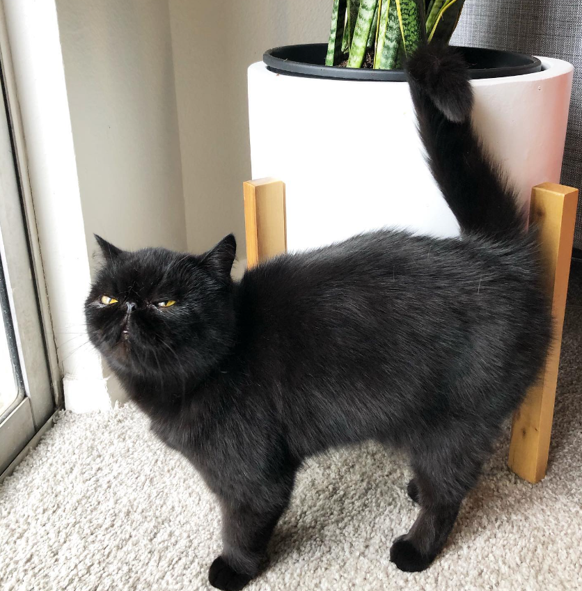 "How many more days until Caturday?!"