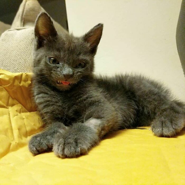 11. Toothy Smile Blep