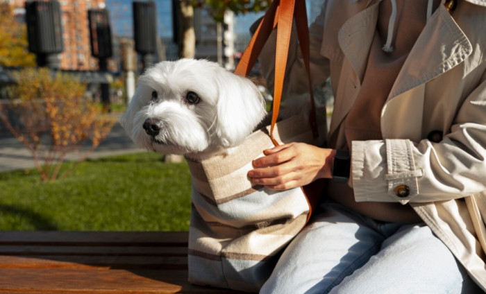 Cute French Dog Names