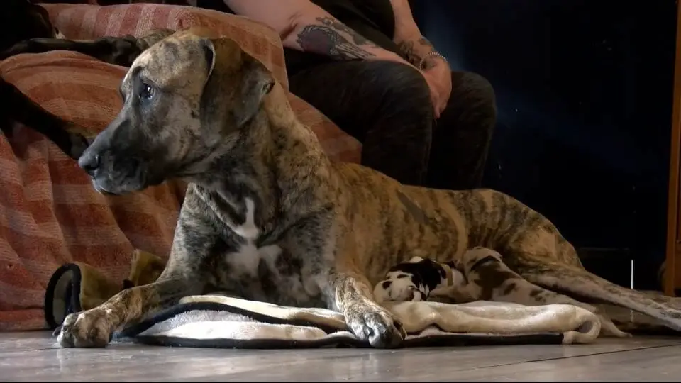 Namine, a Great Dane, surprised her owner, Tanya Dubbs from Pocahontas, Virginia, by giving birth to a whopping 21 puppies after a marathon 27-hour labor.