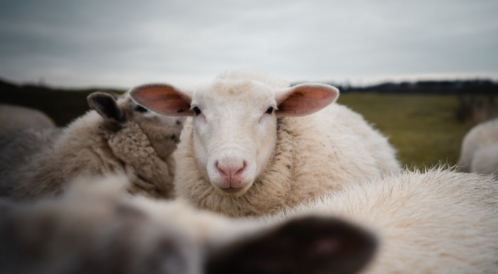 Are Goat Eyes Different From Sheep Eyes?