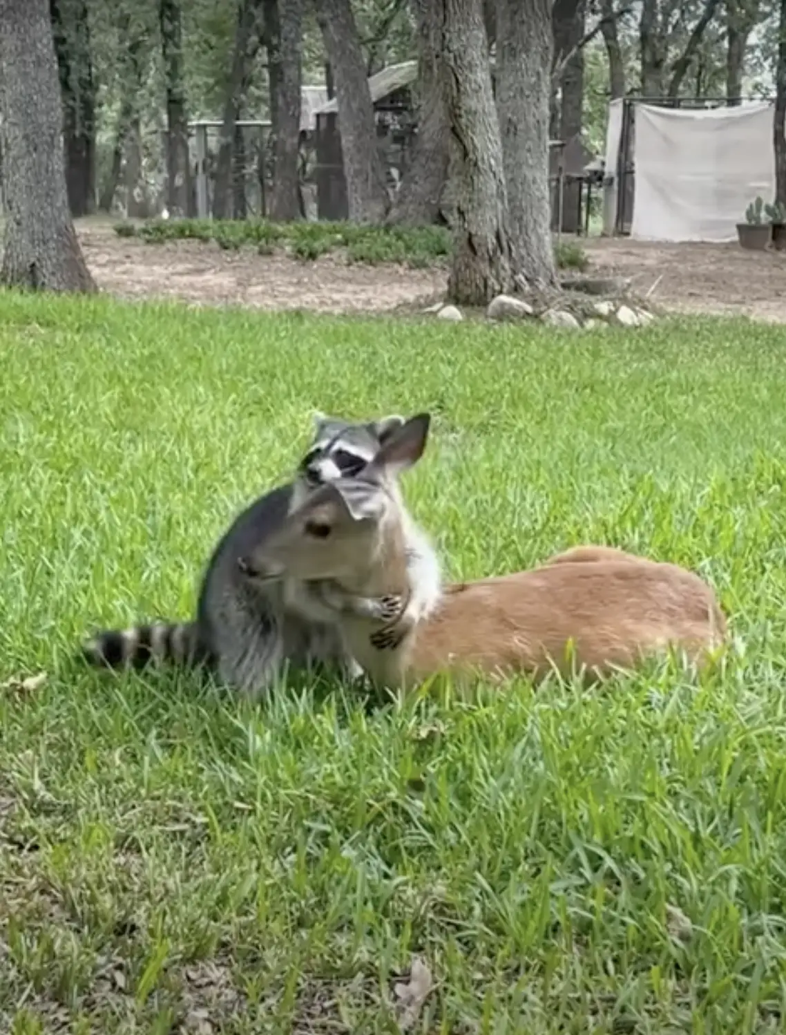 Supportive Racoon Rescued Raccoon Forms Sweet Friendship With Orphaned Fawn - Memehead