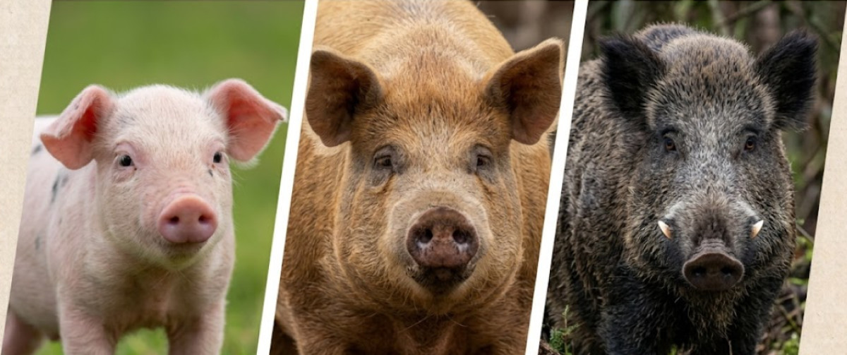 Pig vs Hog vs Boar: What Each Term Actually Means