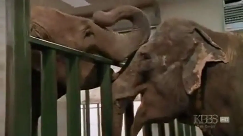 The elephants' interaction was intense, with both trying to touch each other through the bars. It was a truly unique display of emotion.