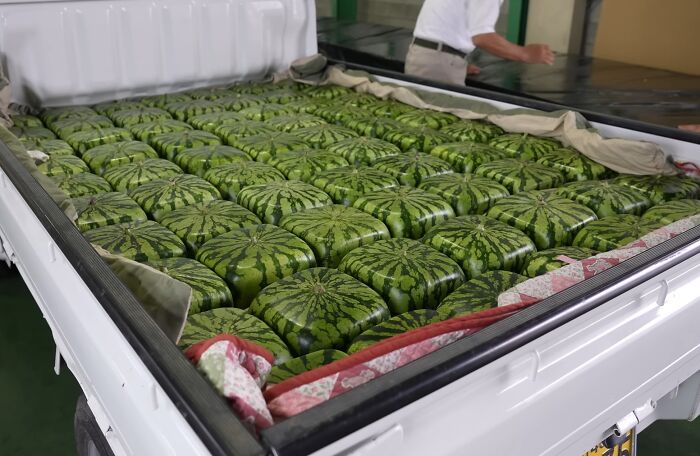 "Square Watermelons in a Japanese Farmer's Truck Bed"