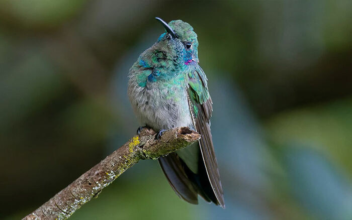 White-Vented Violetear