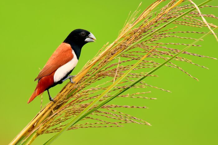 “Tricolored Munia”