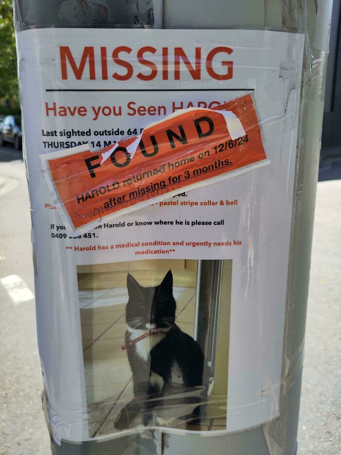 "The 'Op' Of This Lost Cat Poster Came Back And Posted An Update On The Harold Situation"