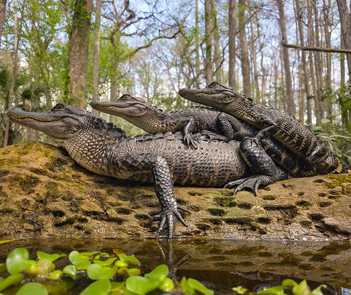 “Three On The Log”