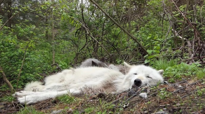 Two wolves are resting on the ground when a distant howl from another wolf wakes them up.