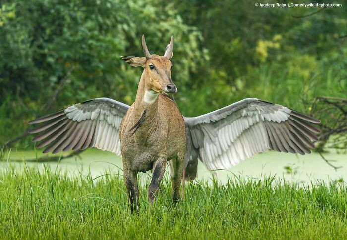 Pegasus, The Flying Horse By Jagdeep Rajput