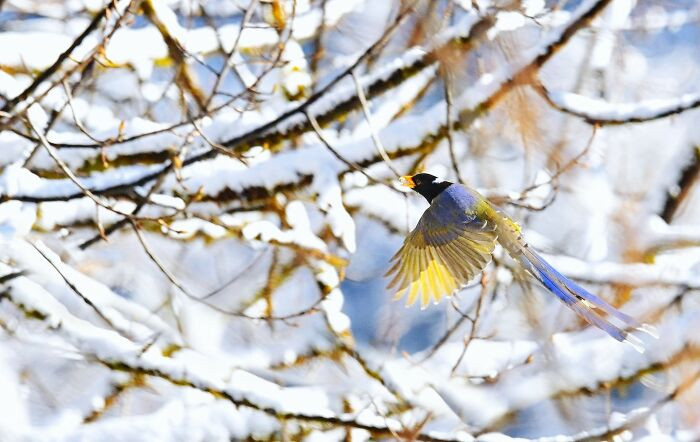 “Yellow-Billed Blue Magpie”