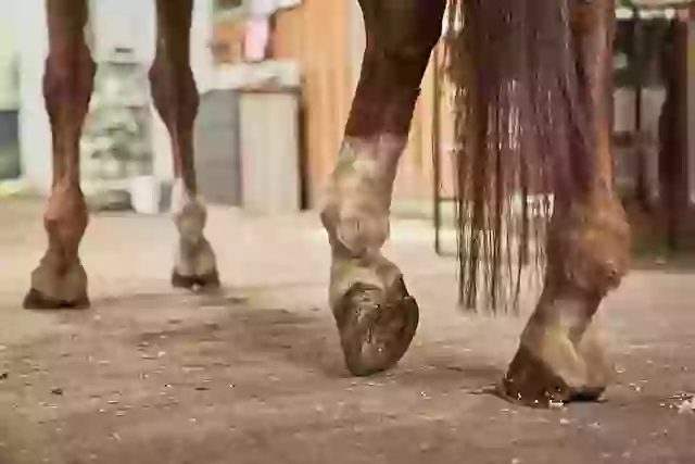 The mother explained that her daughter made the choice herself to donate her beloved pony's body to the zoo
