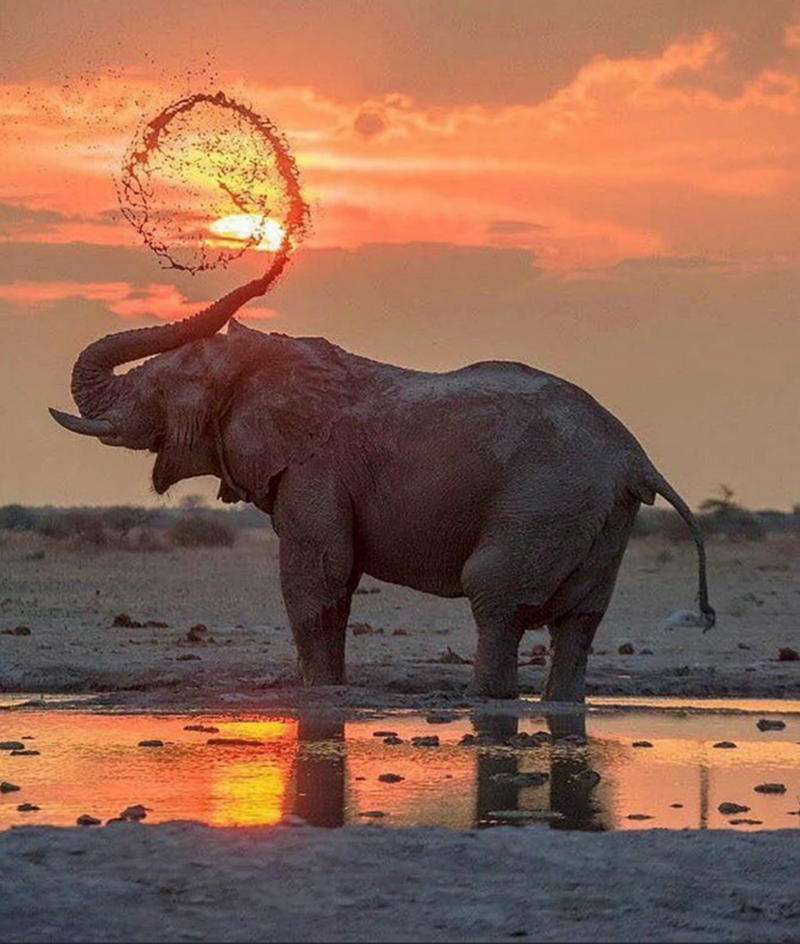 2. Elephant herds are typically led by the oldest female, known as the matriarch, who holds a pivotal role within the group.