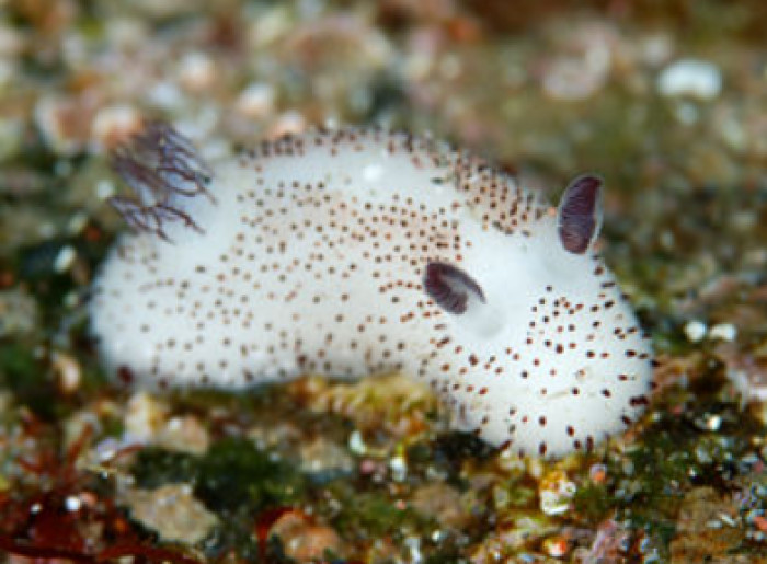4. Sea Bunny