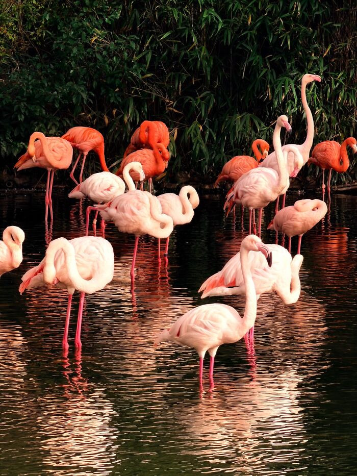 Animals, 3rd Place, Photo By Boyu Wen (China)