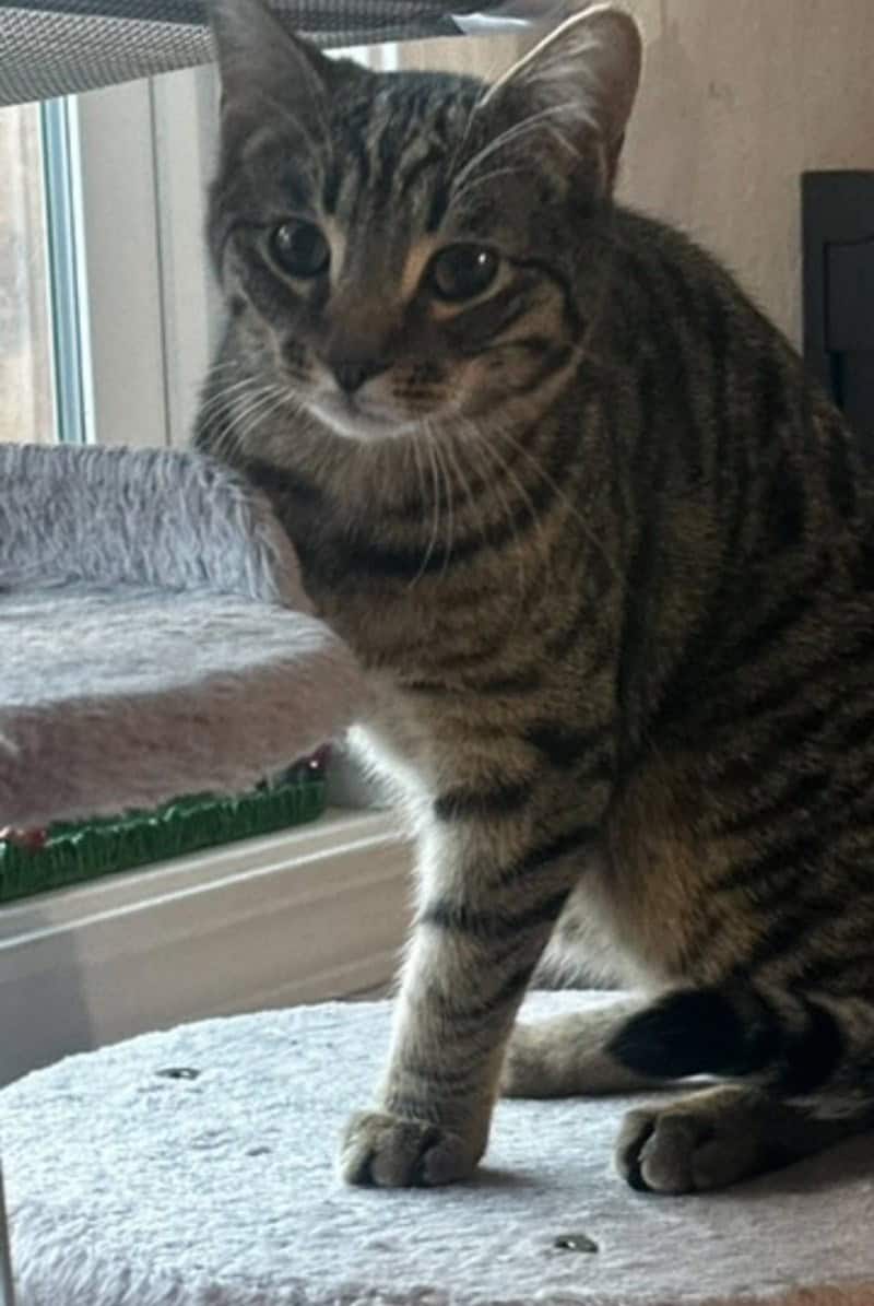 7. The third cat