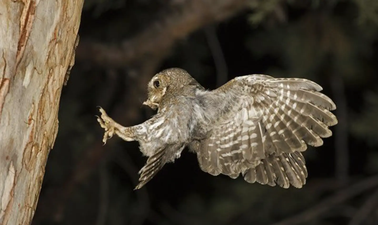 Despite their tiny stature, Elf Owls have powerful voices. Their distinctive call, a series of whistling or trilling notes, can often be heard echoing through the desert night as they communicate with each other or defend their territory.