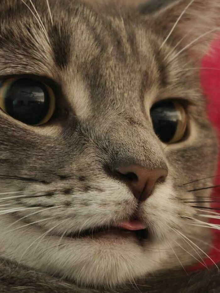 31. Caught This Blep During A Moment Of Deep Thought