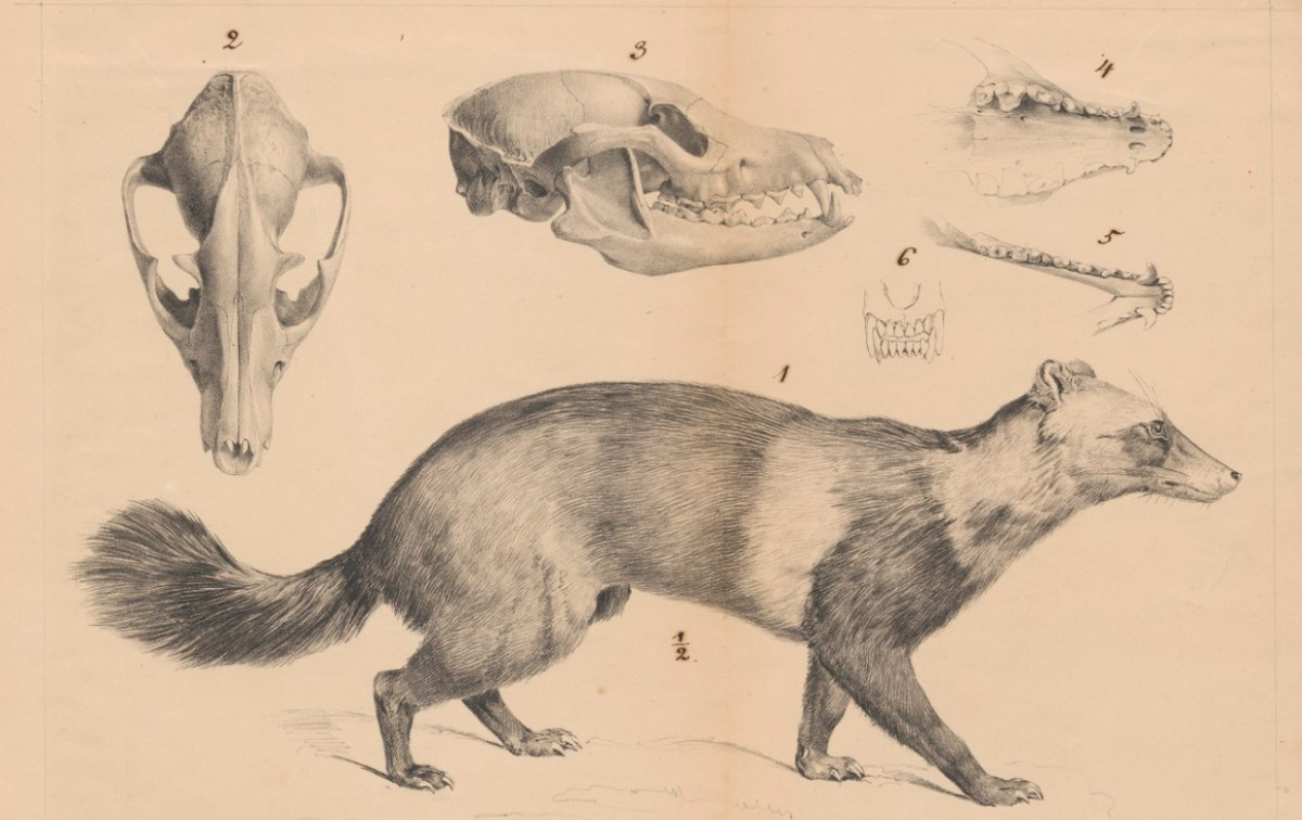 Tanuki: Japan's Shapeshifting Raccoon Dog of Folklore
