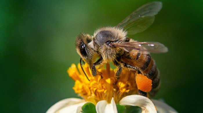 Bees