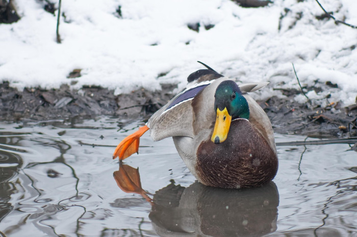 Do Birds Burp?