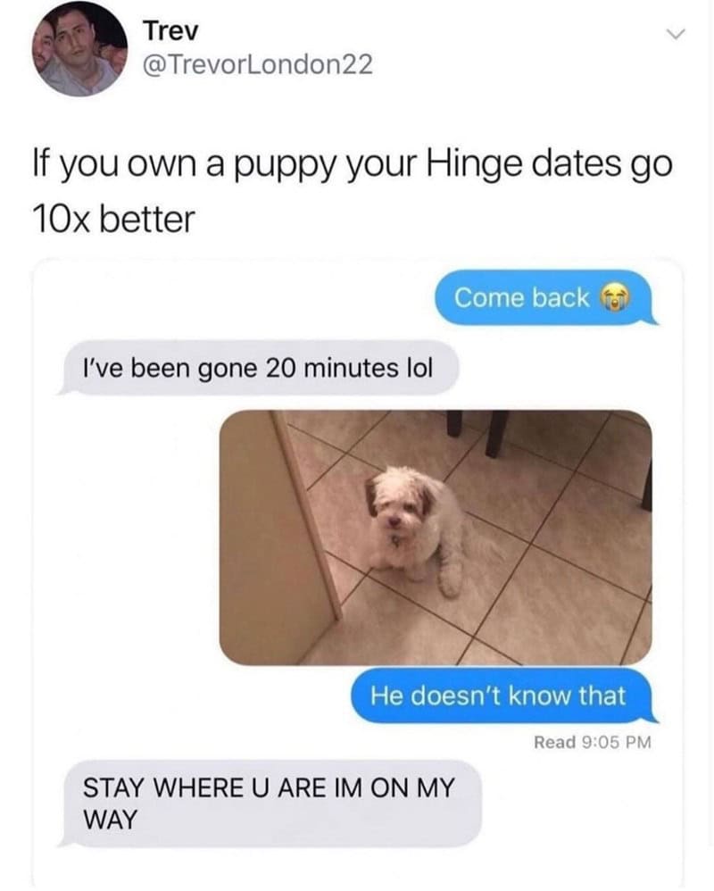 4. The dog doesn't know you're gone