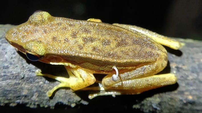 Not the only strange fungal case from India