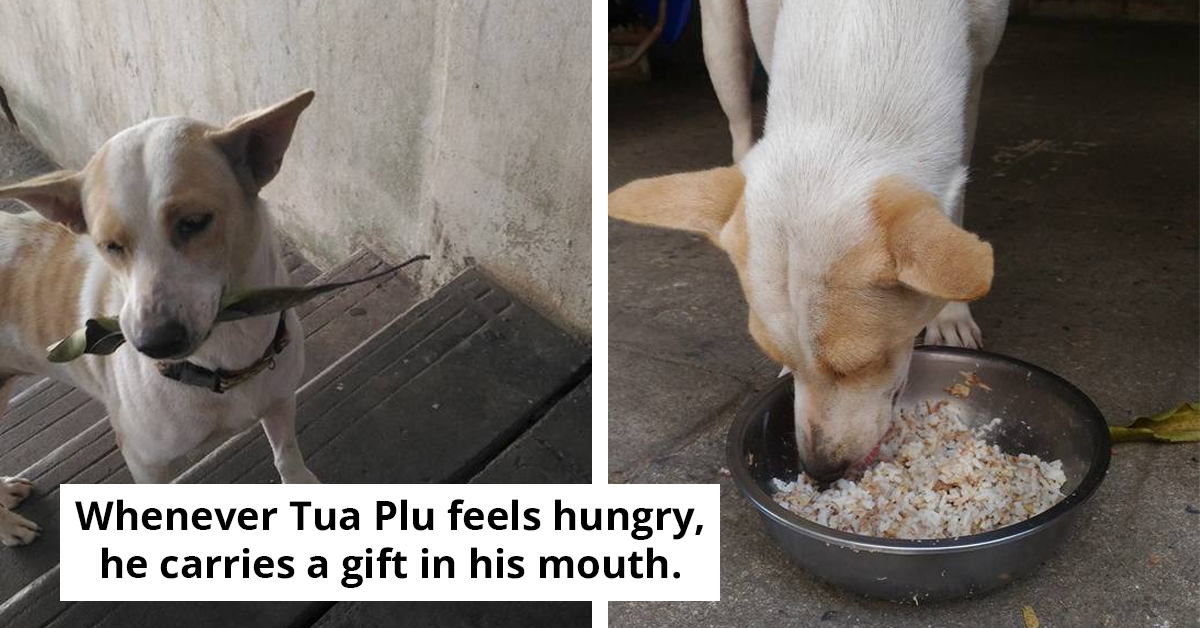 Stray Dog Brings Daily Gifts To The Woman Who Feeds Him