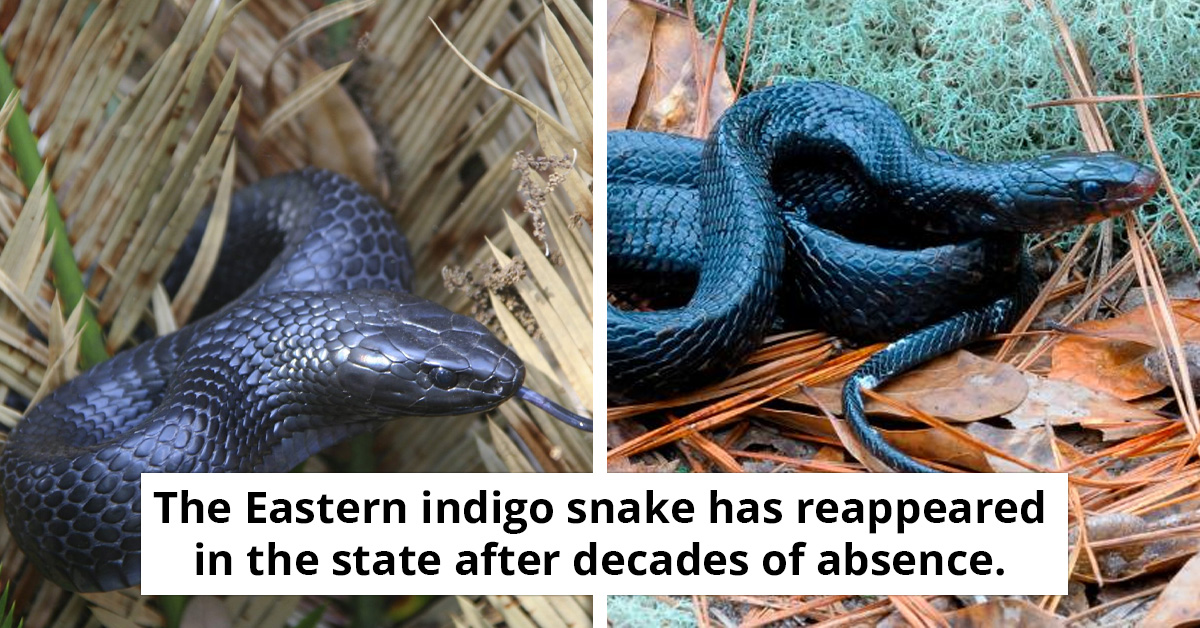 Rare Snake Found In Alabama, Marking Just The Second Sighting In 60 Years