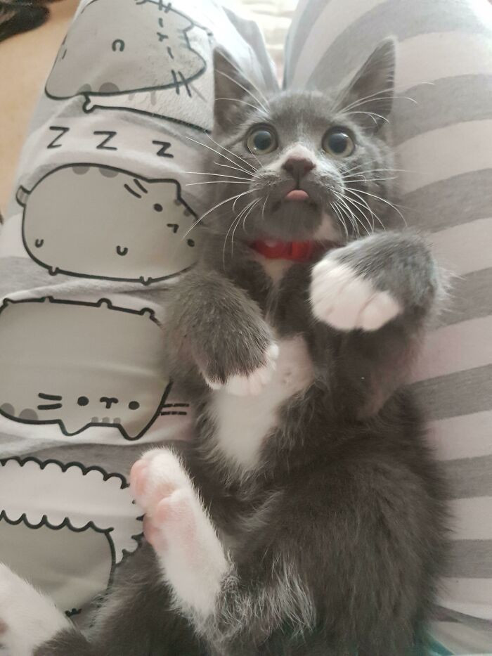 46. He Does A Blep Every Day