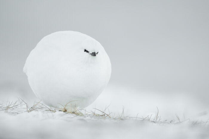 Snowball By Jacques Poulard