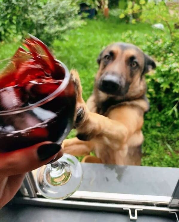 13. “My Boyfriend Wanted To Take A Picture Of That Glass Of Wine, Then My Dog Showed Up In My Window And Did This”