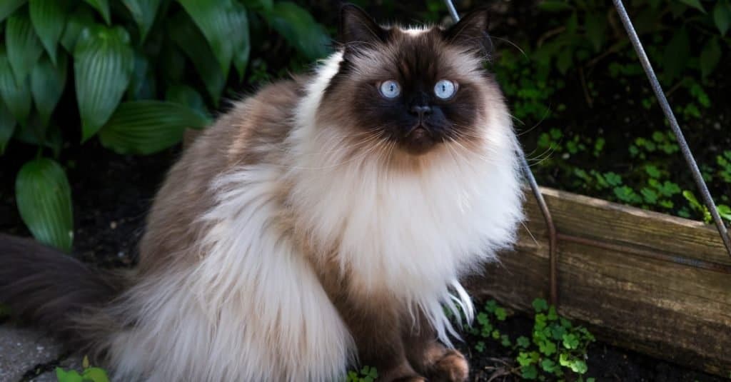 2. Himalayan cat