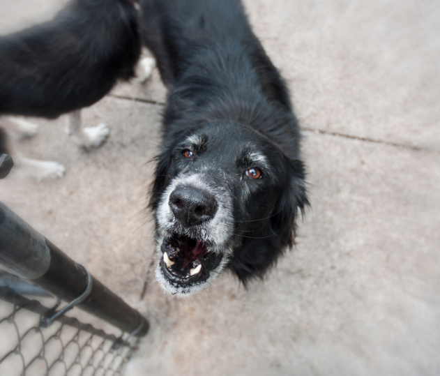 Unfortunately, not all places have laws that make the owners of excessively barking dogs accountable.