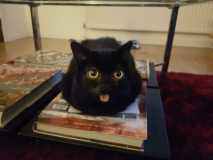 49. Bleploafing On A Book