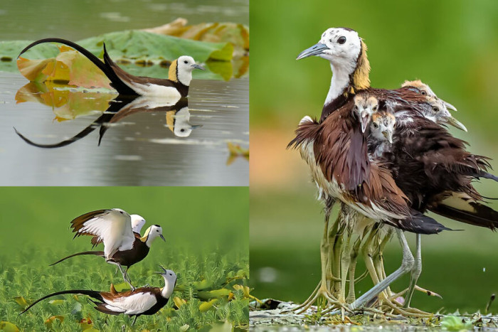 A Female Pheasant-Tailed Jacana (Hydrophasianus Chirurgus) Is Larger Than A Male. The Species Is Also Polyandrous — Each Female Mates With Multiple Males And, In A Single Season, Lays Up To 10 Clutches That Are Raised By Different Males In Her Harem