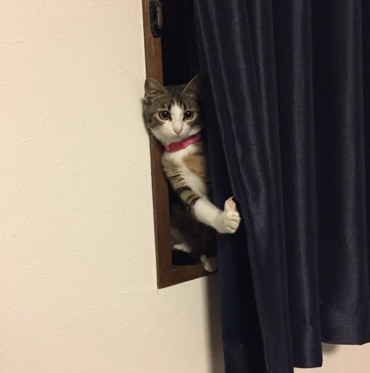 17. "When My Friend Brought His Dog: My Cat's Reaction Says It All!"