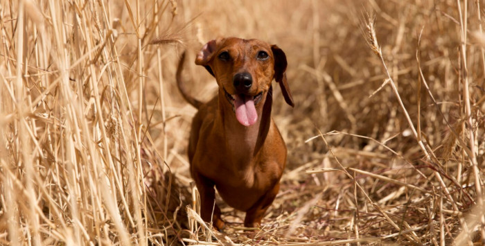 Best Country Dog Names